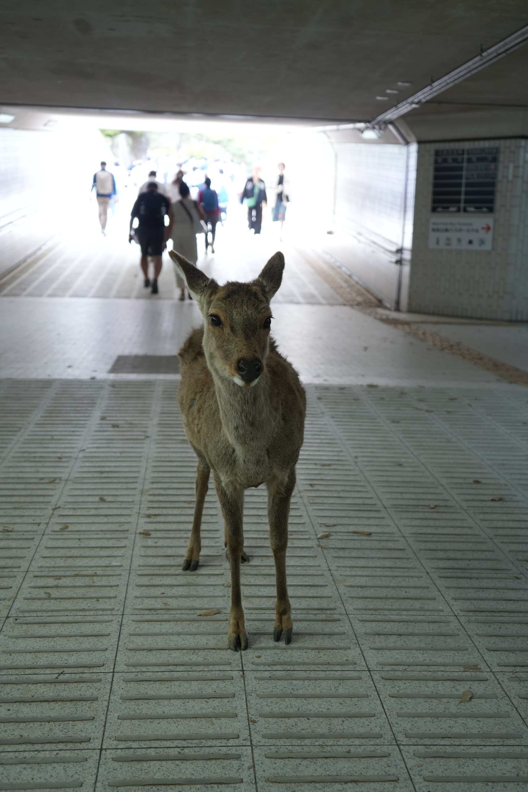 A deer standing alone in a bright underpass with people walking behind, Nara
